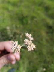 Helichrysum pannosum