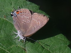 Satyrium calanus