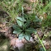 photo of Downy Rattlesnake Plantain (Goodyera pubescens)
