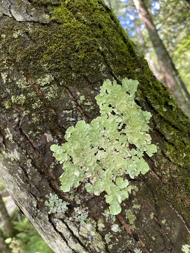 photo of Common Greenshield Lichen (Flavoparmelia caperata)