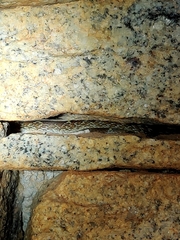 Lycodon anamallensis