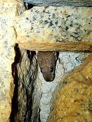 Lycodon anamallensis