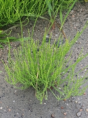 Equisetum palustre