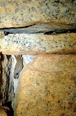 Lycodon anamallensis