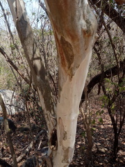 Libidibia sclerocarpa