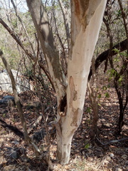 Libidibia sclerocarpa