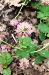 Trifolium hybridum