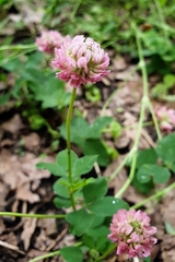 Trifolium hybridum