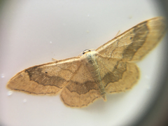 Idaea aversata