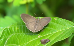 Hermeuptychia canthe