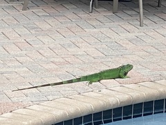 Iguana iguana