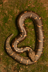 Rough-Tailed Sand Boa photo 3
