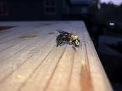 Xylocopa tabaniformis