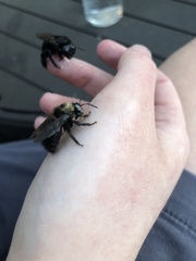 Xylocopa tabaniformis