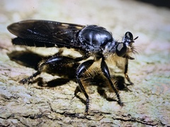 Andrenosomatini