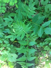 Ailanthus altissima
