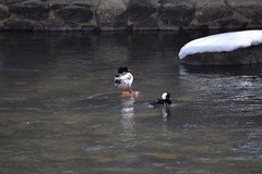 Mergus merganser