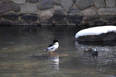 Mergus merganser