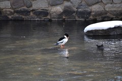 Mergus merganser