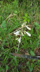 Penstemon tenuiflorus