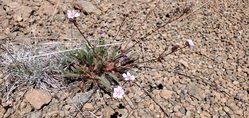 silky horkelia (Horkelia sericata)