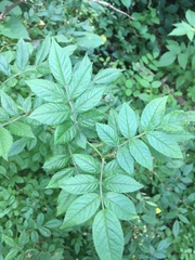 Rosa multiflora