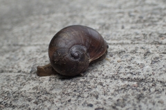 Megaustenia imperator