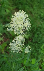 Thalictrum lucidum