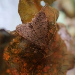 Bostra obsoletalis