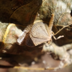 Bostra obsoletalis