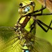 Southern Hawker - Photo (c) Walwyn, some rights reserved (CC BY-NC-SA)