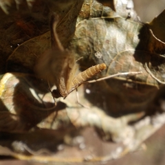 Bostra obsoletalis