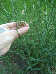 Cichorium intybus