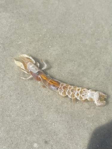 Callichirus major (Say, 1818)