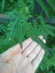 Cannabis sativa