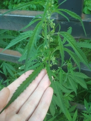 Cannabis sativa