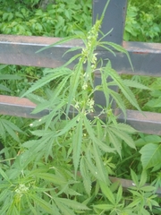 Cannabis sativa