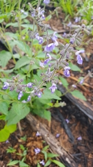 Salvia urticifolia