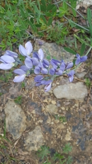 Baptisia australis aberrans