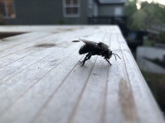 Xylocopa tabaniformis