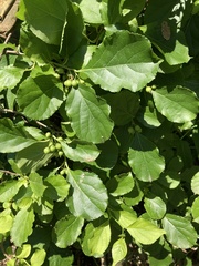 Celastrus orbiculatus