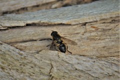 Helophilus lapponicus