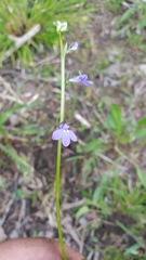 Lobelia gattingeri