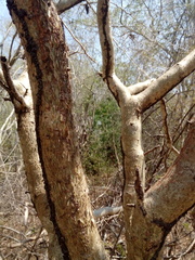 Bursera silviae