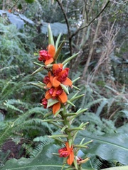 Hedychium gardnerianum