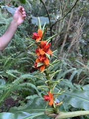 Hedychium gardnerianum