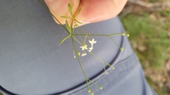 Galium pumilum