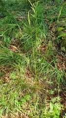 Festuca heterophylla