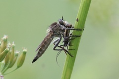 Machimus arthriticus