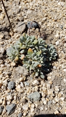 Eriogonum caespitosum